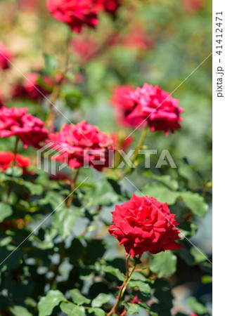薔薇 薔薇 41412471