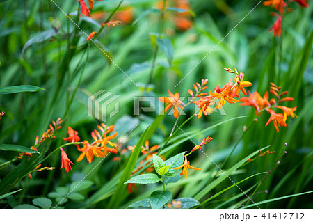 オレンジ色のヒメヒオウギズイセンの花 41412712