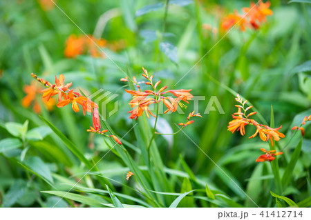 オレンジ色のヒメヒオウギズイセンの花 オレンジ色のヒメヒオウギズイセンの花 41412714