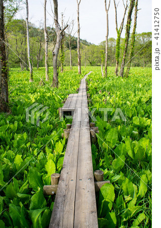 初夏の秋田県刺巻湿原の風景 41412750