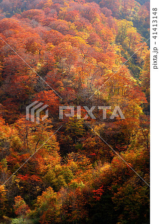 秋のブナ森 紅葉の森 秋のブナ森 紅葉の森 41413148
