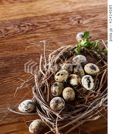 Willow nest with quail eggs on the dark wooden background, top view, close-up, selective focus Willow nest with quail eggs on the dark wooden background, top view, close-up, selective focus 41414085