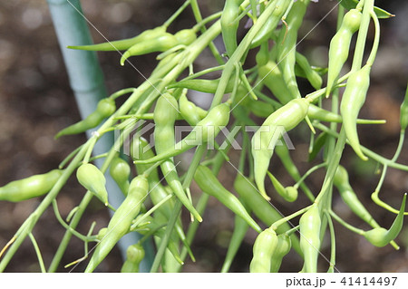 ダイコンの実 41414497