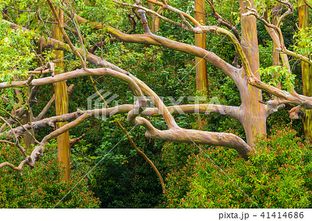 Rainbow Eucalyptus Tree 41414686