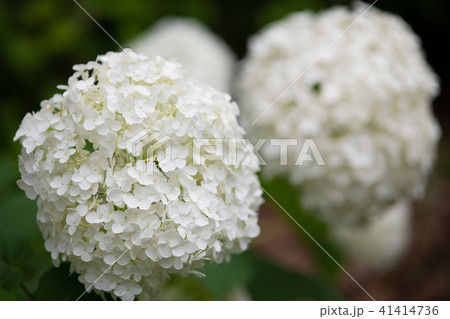 白いあじさいの花のアップ 白いあじさいの花のアップ 41414736