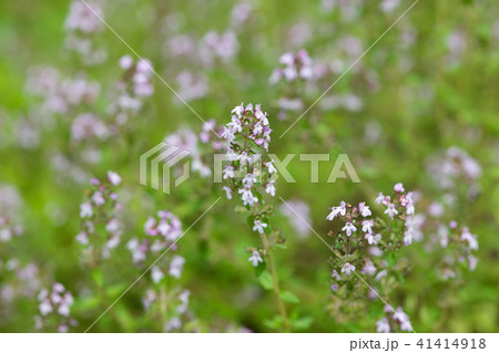 紫色のタイムの花のアップの写真素材