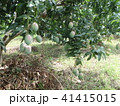 マンゴー農園 in アフリカ 41415015