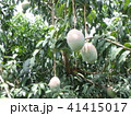 マンゴー農園 in アフリカ 41415017