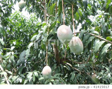 マンゴー農園 in アフリカ 41415017