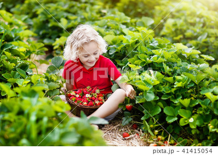 Kids pick strawberry on berry field in summer Kids pick strawberry on berry field in summer 41415054
