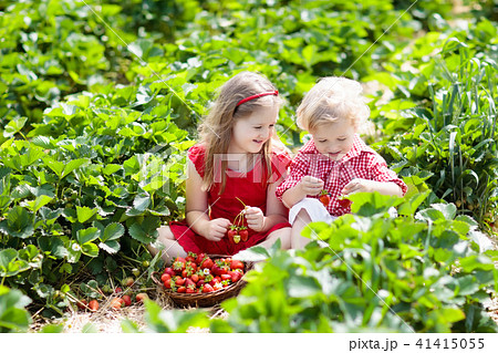 Kids pick strawberry on berry field in summer Kids pick strawberry on berry field in summer 41415055