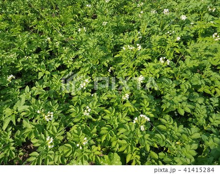 foliage of potatoes with flowers foliage of potatoes with flowers 41415284