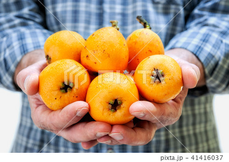 Hands holding fresh loquats 41416037