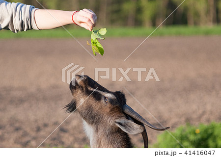 The goat eating from the hand Selective focus 41416047