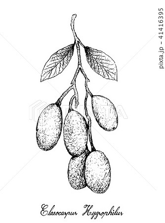 Elaeocarpus Hygrophilus on White Background 41416395