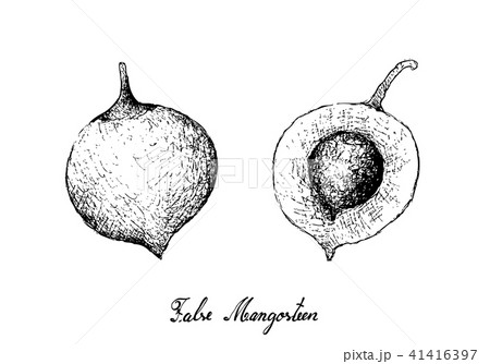 False Mangosteen Fruits on White Background 41416397