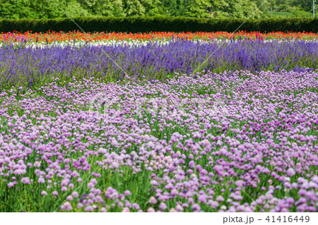 チャイブの花畑 チャイブの花畑 41416449