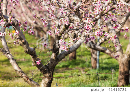 Peach blossom at spring orchard of peach trees 41416721