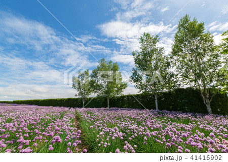 チャイブの花畑 41416902