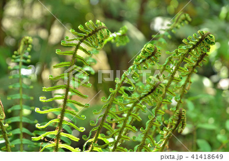 植物：イワヘゴ　オシダ科 41418649