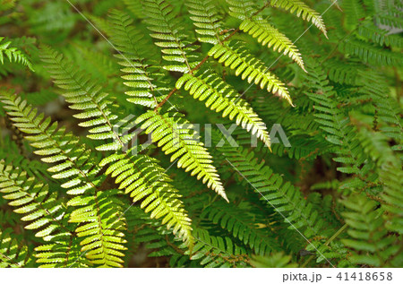 植物：ハチジョウベニシダ　オシダ科 41418658