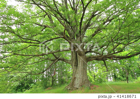 コナラの巨木 41418671
