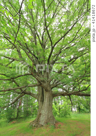 コナラの巨木 41418672