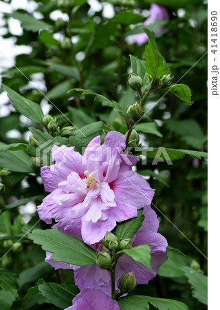 ムクゲ（大徳寺祇園守） 41418690