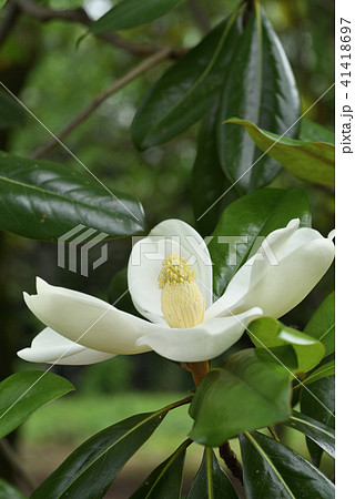 タイサンボク 41418697