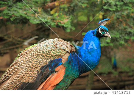 繁殖期のクジャク 41418712