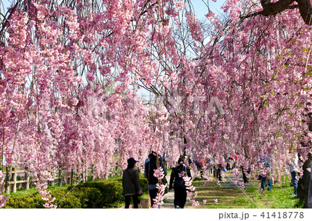 日中線のしだれ桜（福島県・喜多方市） 41418778