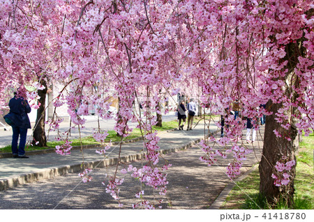 日中線のしだれ桜(福島県・喜多方市) 日中線のしだれ桜(福島県・喜多方市) 41418780