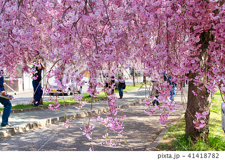 日中線のしだれ桜（福島県・喜多方市） 41418782