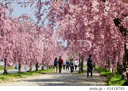 日中線のしだれ桜（福島県・喜多方市） 41418783