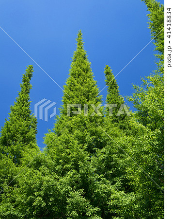 神宮外苑の銀杏並木 41418834