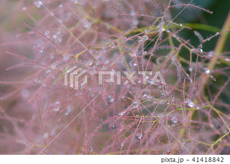 雨に濡れたスモークツリー 41418842