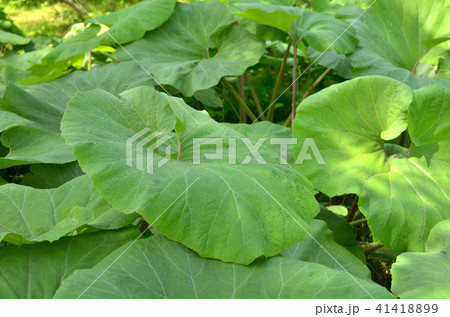 植物:アキタブキ キク科 植物:アキタブキ キク科 41418899