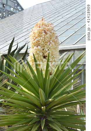 樹木：ユッカ・トレクレアナ　クサスギカズラ科 41418909