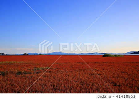 順天湾 七面草 順天湾湿地 41418953