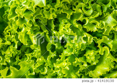 サニーレタス サニーレタス 41419130