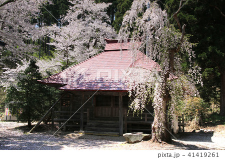 長床のしだれ桜(福島県・喜多方市) 長床のしだれ桜(福島県・喜多方市) 41419261