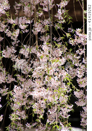 長床のしだれ桜(福島県・喜多方市) 長床のしだれ桜(福島県・喜多方市) 41419262