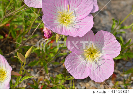 植物 ヒルザキツキミソウ アカバナ科の写真素材