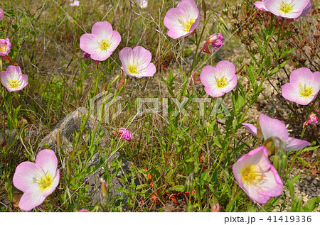 植物 ヒルザキツキミソウ アカバナ科の写真素材