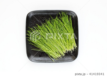 芽ネギ 41419341