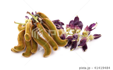 Mucuna pruriens isolated on white background 41419484