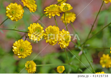 植物 キンポウゲ キンポウゲ科の写真素材