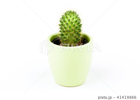 サボテン 41419866