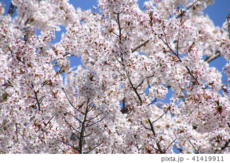慧日寺の桜（福島県・磐梯町） 41419911