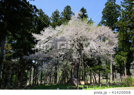 慧日寺の木ざし桜（福島県・磐梯町） 41420008
